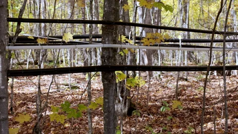 A commercial maple sap collection system with plastic tubing lines runs through Stock Footage 345303198