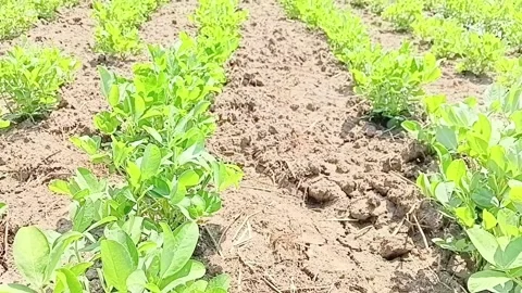 Commercial Peanut Farm Rows Depth Shot Видео 338422943