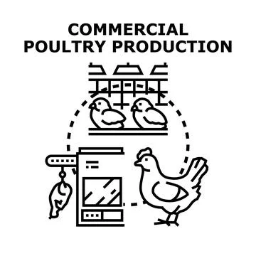 Commercial poultry production process vector illustration concept Stock Illustration