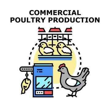 Commercial poultry production process vector illustration concept Stock Illustration