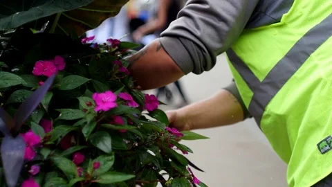 Commercial pruning flowers Stock Footage 91174146