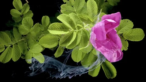 Commercial studio photograph capturing vivid petals and delicate curling smoke Vidéo 334337204