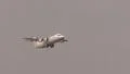 Commercial use: Jet with no brand takeoff HD Footage