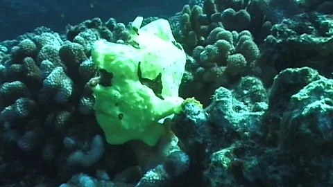 Commersons frogfish juvenile Stock Footage 106689105