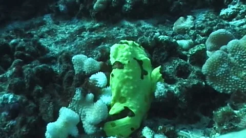 Commersons frogfish juvenile Stock Footage 106689137