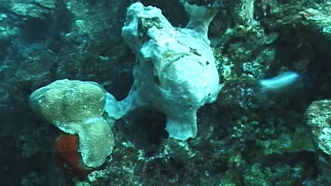 Commersons frogfish juvenile Stock Footage 106689205