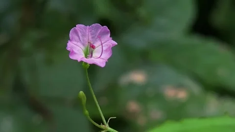 Commicarpus Chinensis Bloom: A delicate pink wildflower with long protruding sta Stock Footage 346279405