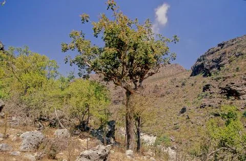 Commiphora myrrha Stock-Fotos