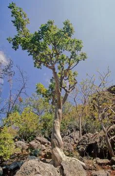 Commiphora myrrha Stock Photos