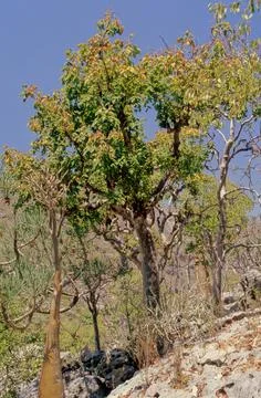 Commiphora myrrha Stock Photos