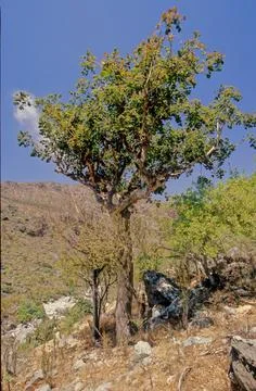 Commiphora myrrha Stock Photos