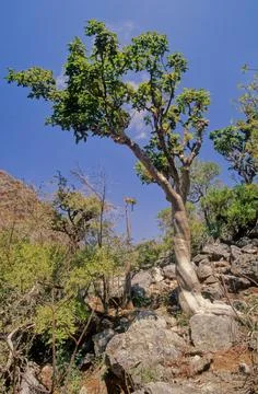 Commiphora myrrha Stock Photos