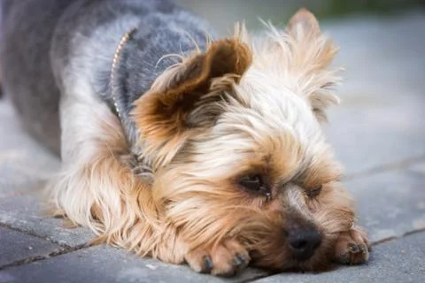 Commitment and grief. Yorkshire terrier Stock Photos