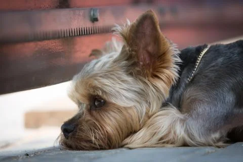 Commitment and grief. Yorkshire terrier Foto stock