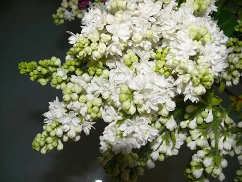 Commnon lilac Stock Photos