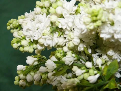 Commnon lilac Stock Photos
