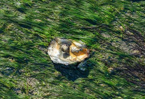 Commom dwarf eelgrass resp.Zostera noltii with oyster shell,North Sea Fotos de archivo