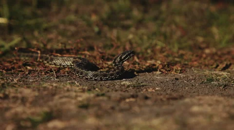 Common adder or viper lie on the ground Stock Footage 48064470