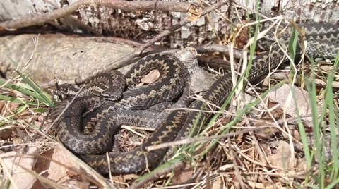 Common adders (Vipera berus) basking in the sun in spring Stock Footage