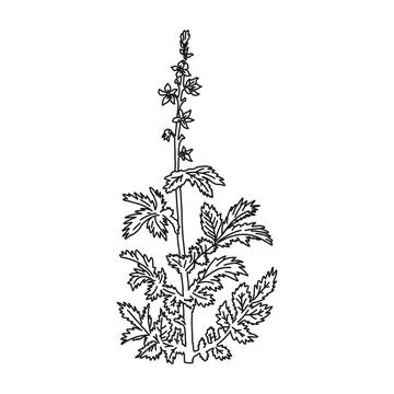 Common agrimony, isolated on white element, vector illustration. Stock Illustration