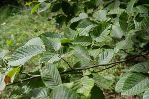 Common alder tree with rounded notched leaves and cone-like fruits growing .. Stock Photos