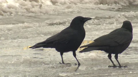 Common American Crow Several Crows Drinking Water in Winter Ice Melted Stock Footage 132610189
