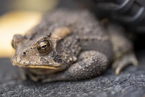 A common American toad. Stock Photos