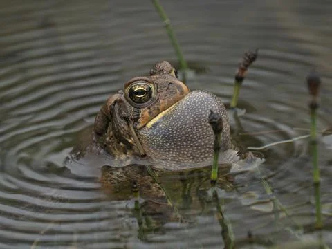 Common American Toad in a pond, calling for a mate with throat extended Foto stock