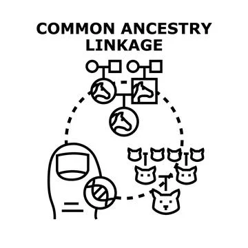 Common ancestry lineage finding genetic connection Stock Illustration