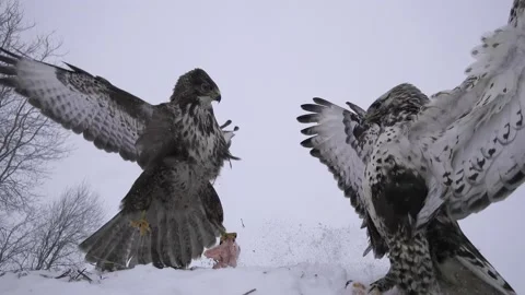 Common and rough-legged buzzards. Birds fighting for a prey. Stock Footage 146824713