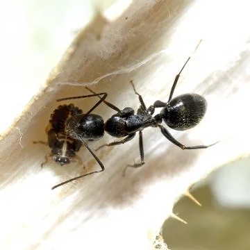 A common ant cares for an aphid on a leaf, macro photography Stock Photos