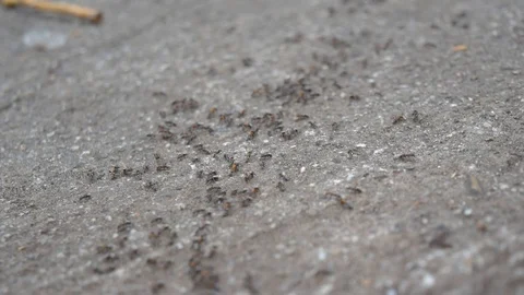 Common ants walking on concrete rock slab Stock Footage 118816622