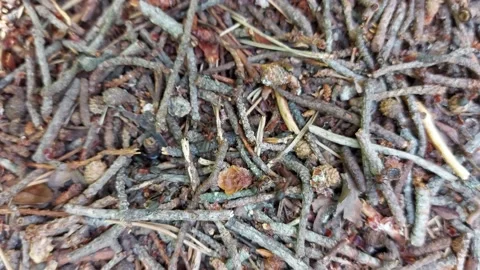 Common ants working on their anthill Stock Footage 201852723