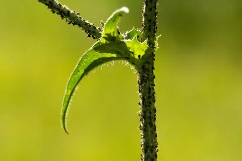 Common aphids are seen close-up, infesting the stem and foliage of a green pl 스톡 사진