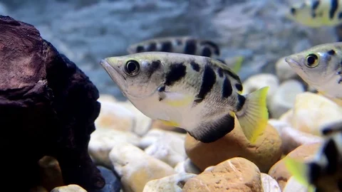 Common Archer Fish swimming. Video stock 78156266