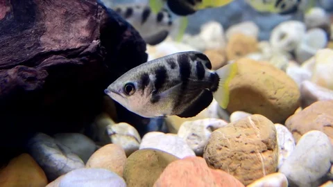 Common Archer Fish swimming. Stock Footage 78156343