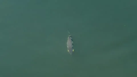 Common archerfish in lake Stock-Footage 303288716