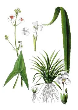 Common arrowhead also arrow leaf Sagittaria sagittifolia left Crab claw Stock Illustration