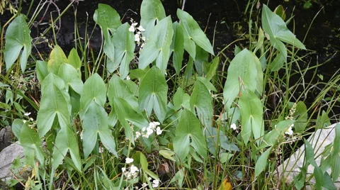 Common Arrowhead Plant Stock Footage 54055177