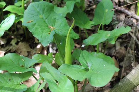 Common arum in the forest Stock Photos