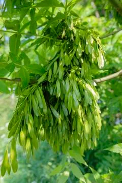 Common ash - infructescence Foto stock