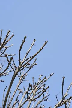 Common ash Stock Photos