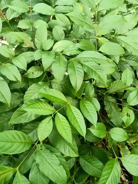 Common Ash Plant Stock Photos