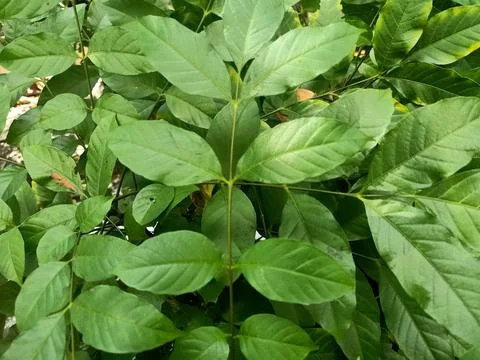 Common Ash Plant Stock Photos