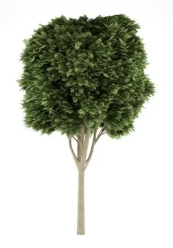 Common ash tree isolated on white background. 3d illustration Stock Illustration