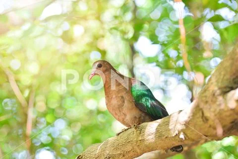Common asian emerald bird dove green wing sitting on branch tree nature Stock Photos