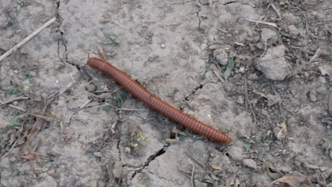 Common Asian millipede Vídeos de archivo 332557450