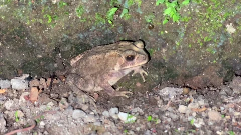 Common asian toad sitting on the ground near a mossy stone at night Stock Footage 325973056