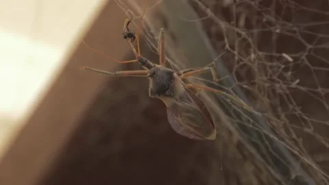 Common Assassin Bug Eating Native Australian Stingless Bee On A Spider Stock Footage 141098261
