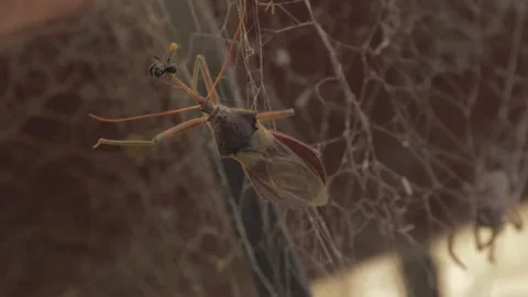Common Assassin Bug Eating Native Australian Stingless Bee On A Web With Stock Footage 141098278